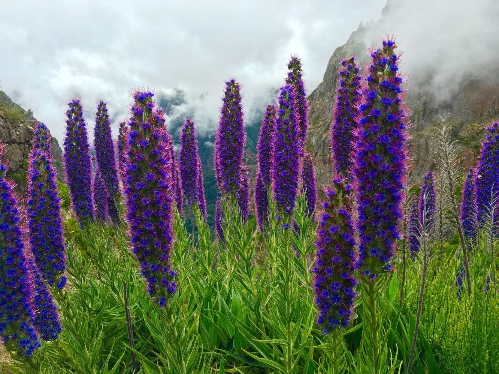 Pride of Madeira flowers
